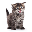 Icona del programma: Kitten Meow Sounds