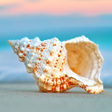 程序图标：Beach Wallpapers