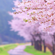 Icon of program: Sakura Live Wallpaper