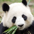 Programın simgesi: Panda Sounds