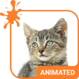 أيقونة البرنامج: Tabby Cat Live Wallpaper …