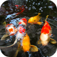 プログラムのアイコン：Koi Fish Video Wallpaper …