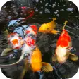 Koi Fish Video Wallpaper 3D