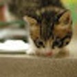 Kitty Maker icon