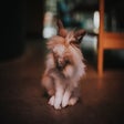 Icon of program: Cute Bunnies