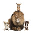 Icon of program: Animal Sounds Farm Jungle…