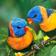 أيقونة البرنامج: Magical Animal: 180 Anima…