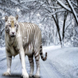 プログラムのアイコン：Bengal Tiger Wallpaper