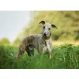 My Cute Whippet - Puppy & Dog Wallpapers