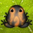 程序图标：Pocket Frogs
