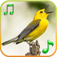 程序图标：Birds Sounds Ringtones