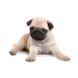 Icono del programa: Perro limpiador de pantal…