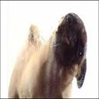 Icoon van programma: Dog Screen Cleaner