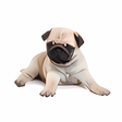 程序图标：Dog Screen Cleaner