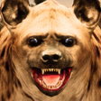 أيقونة البرنامج: Ultimate Hyena Simulator