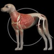Ícone do programa: Dog Anatomy: Canine 3D