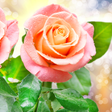 Icône du programme : Rose Live Wallpaper