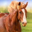 程序图标：The Horse
