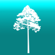 Ikon program: Arboreal - Height of Tree
