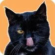 Icône du programme : iKnowMy Cat: Log  Insight…