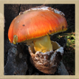 Ikon program: Mushroom Identification