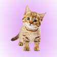 Biểu tượng của chương trình: Cat Soundboard