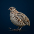 程序图标：Buttonquail