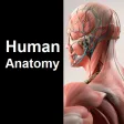 Human Anatomy Quiz