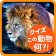 程序图标：動物クイズ 　この動物の名前は