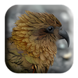 New Zealand Bird Sounds icon
