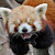 Ikon program: RED PANDA TV