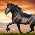 Programın simgesi: Horses Live Wallpaper HD