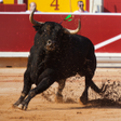 Ikon program: Bull Fighting Games-Bull …