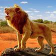 プログラムのアイコン：The Lion