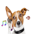 プログラムのアイコン：Dog Ringtones