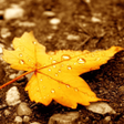 程序图标：Autumn Wallpaper 4k