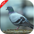 Icon of program: New Pigeon Wallpaper