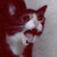 Go려대 icon