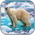 Polar Bear Video Wallpaper