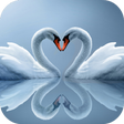 Icon of program: Swans Live Wallpaper