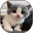 Icon of program: Cute Cat Gallery
