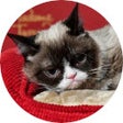 ไอคอนของโปรแกรม: Grumpy Cat Wallpaper