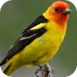 程序图标：Animal Sounds