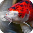 Programın simgesi: Japanese Koi Fish Wallpap…