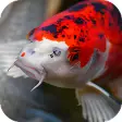 Japanese Koi Fish Wallpaper