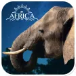 Real Elephant SimulationGame3D