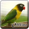 程序图标：Masteran Lovebird Kusumo …