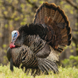 Icon of program: Turkey Calls