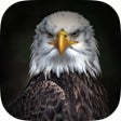 ไอคอนของโปรแกรม: Animal Wallpapers  Themes
