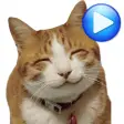 ANIMATED WAstickerApps Cats and kittens Stickers
